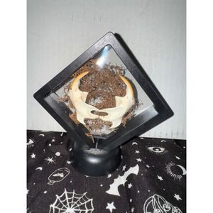 Muskrat jaws floating frame taxidermy oddities art‎